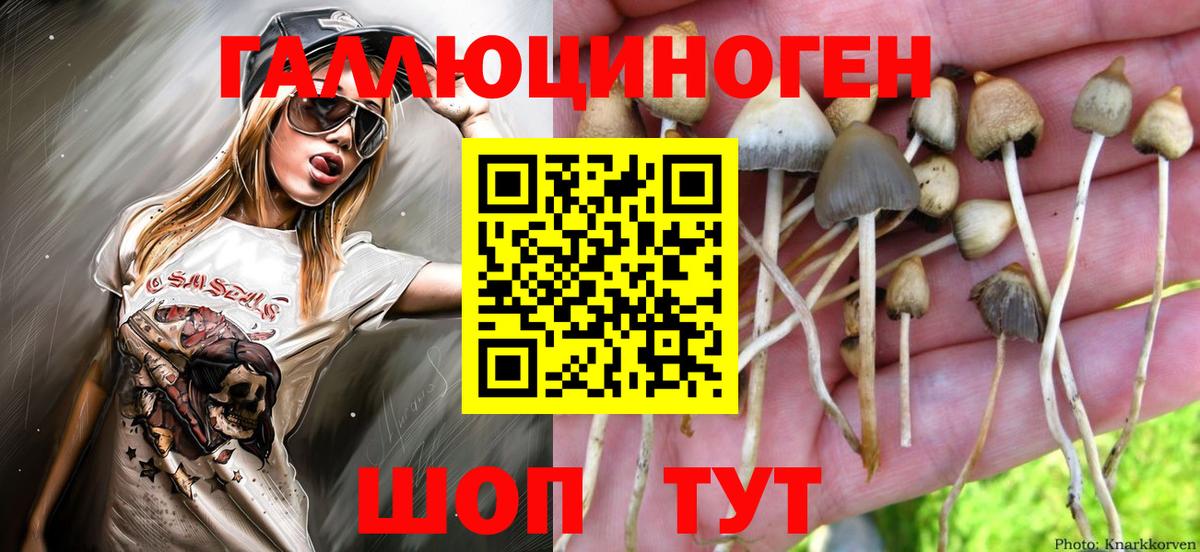 Псилоцибиновые грибы Psilocybine cubensis Октябрьский